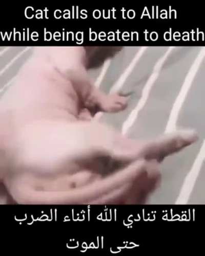 عربى