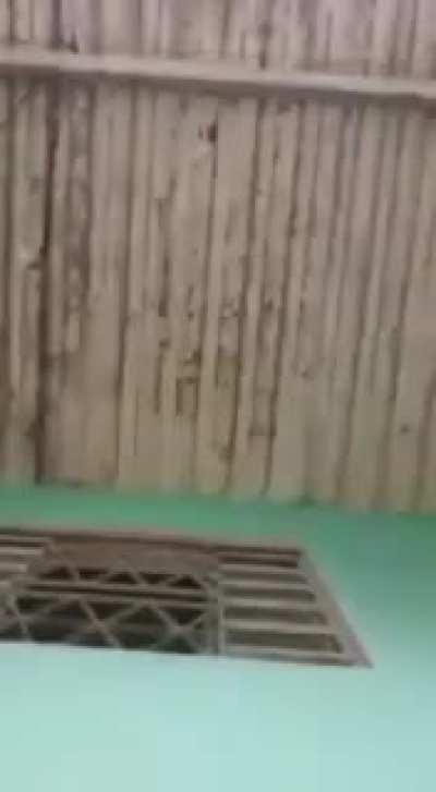 Dog shows his owner the rat is really dead *SOUND ON*