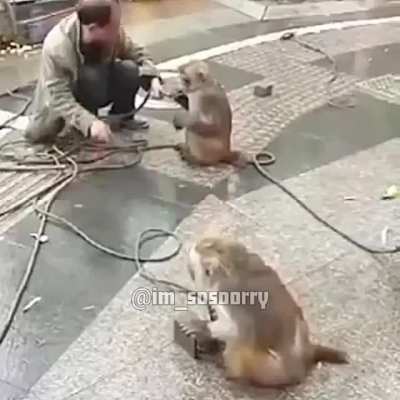 monke