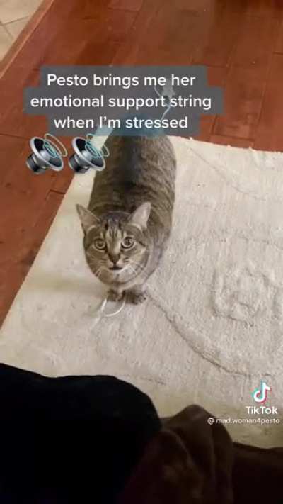 I absolutely love cats.