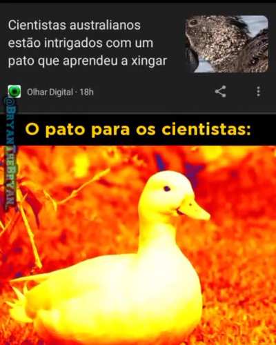 Pato