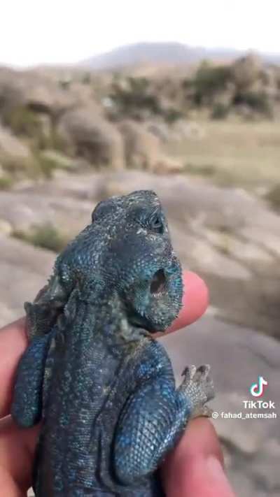 Beautiful blue lizard in Southern Arabia.