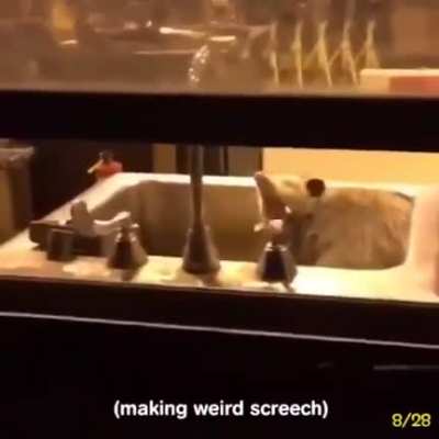 Wet ass possum screaming in a sink