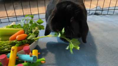 Sir Hopscotch ASMR