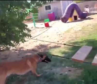 This doggy assault course