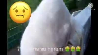 Free 2008 Punjabi sex download 1080p 🥵😂🇮🇷🇩🇿🇦🇫🇸🇦🇵🇰🇹🇷ساصرنيويوينينيمستصنمسحيمويويمثمثمويوبوبمبممي Saudi Arabia leak 😱