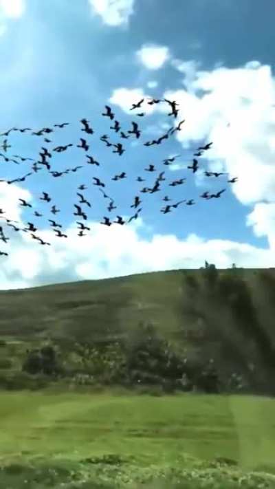 Guy takes slow-mo video of passing birds from a train