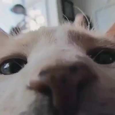 Les chats