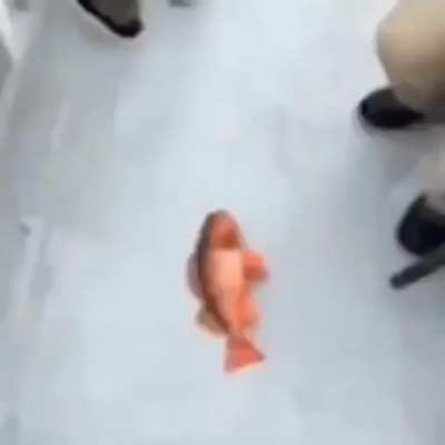 Gangsta fish 😎😎