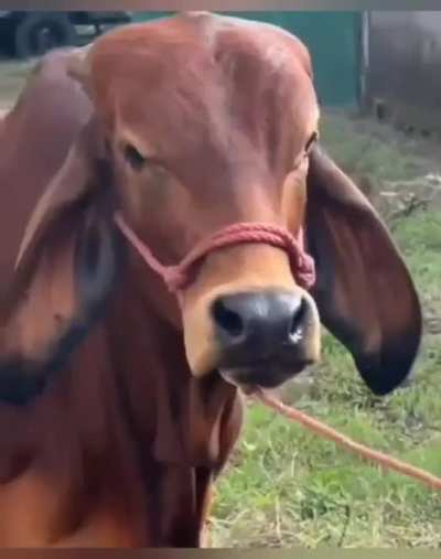Chad cow
