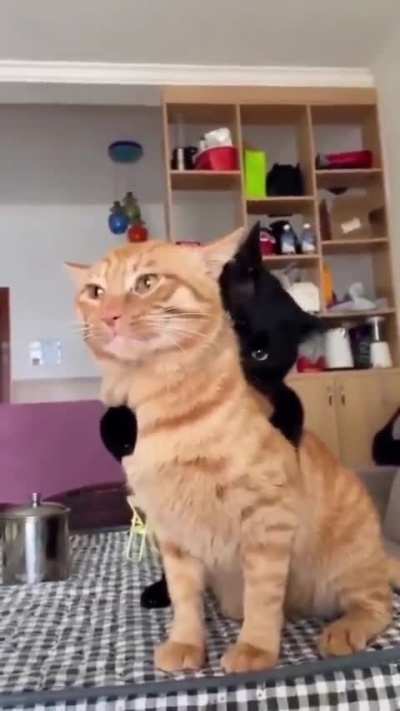 aaaaaaaaaa