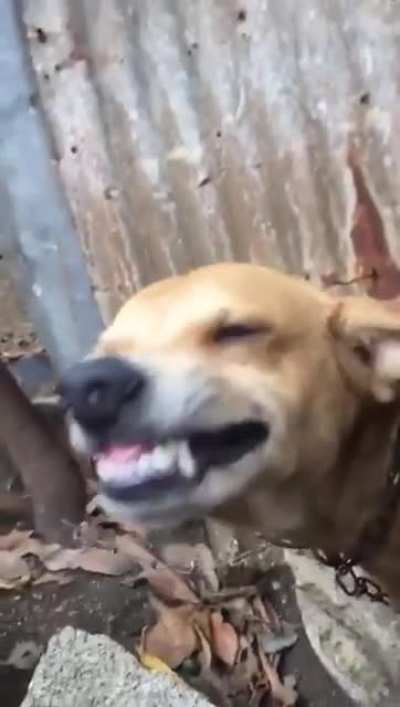 El sanca 😁