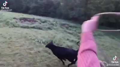 Cattle rancher wants to talk to a young calf about Jesus