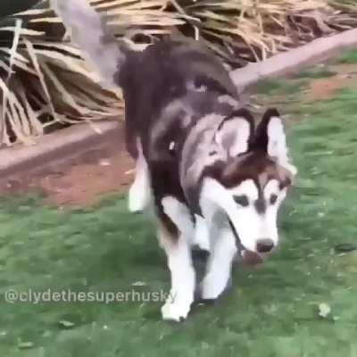 This is Clyde. He was born with Cerebellar Hypoplasia. There&rsquo;s no pain associated, he just has to work a little harder to get where he wants to go.