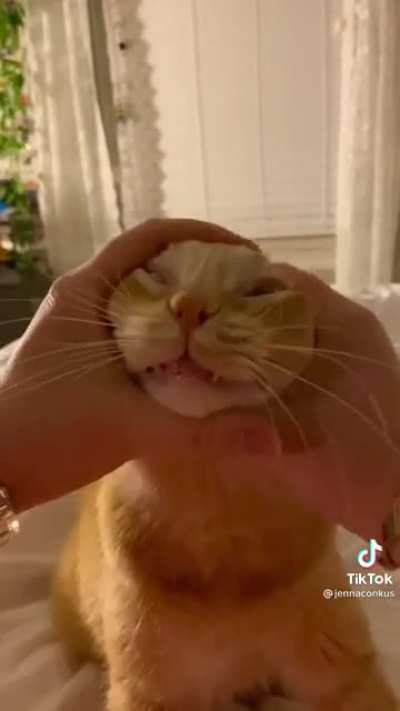 orange cats share one brain cell