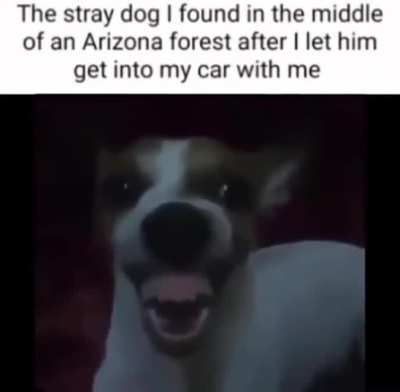 what a lovely dog :)