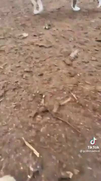 Barn Kitten POV