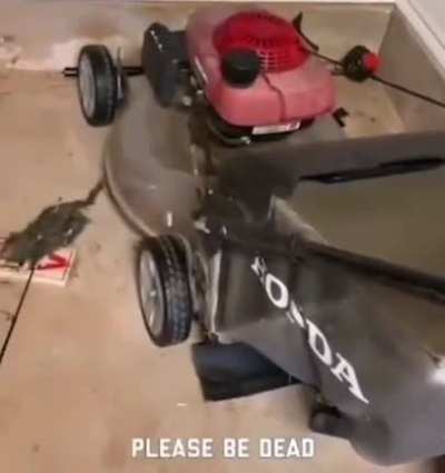 only a dead rat