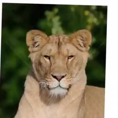 🔥 You can see the resemblance of the cats in the Cat family (also known as &ldquo;Felidae&rdquo;)