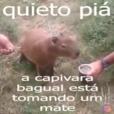 Cavara