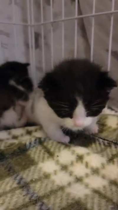 He's seeing for the first time how much trouble he's in for being so smol