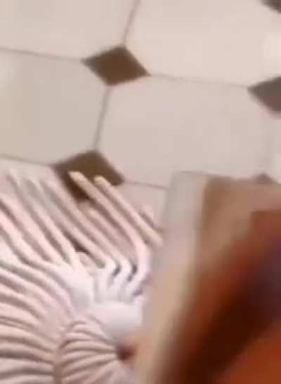 Rato