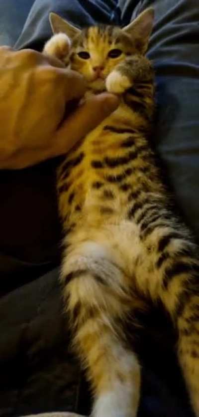 Our agreement is that she let me pet her belly, If I promise not to wake her up with kisses during her naptime.