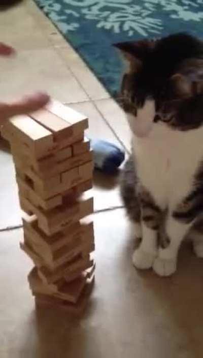 Paying a game of Jenga with a cat