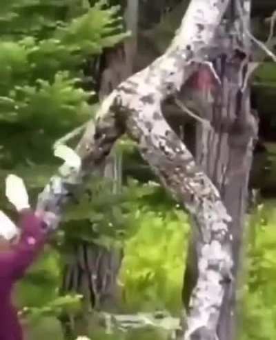mISoTReegyNIst guy harASSinG prINcESS MONONoKe By FLexIng THe noteS MAdE frOm CuTTiNG hER fellow Mate