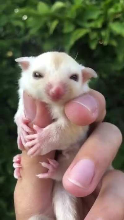 Немного милоты
