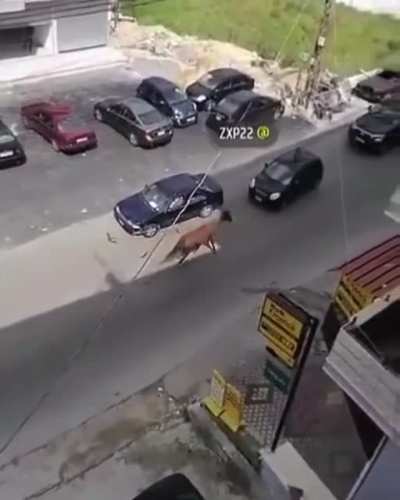Runaway horse hits a car