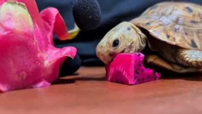 Cute Tortoise eating its first EVER Dragon Fruit!