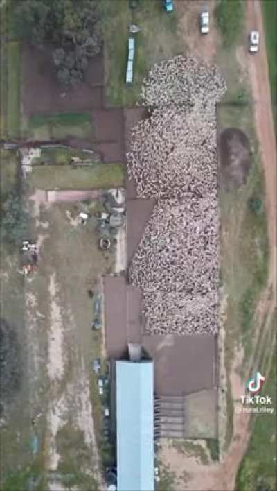 Letting the sheep in