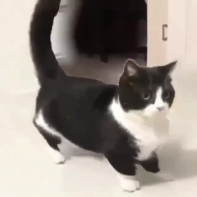 Cat like d&atilde;nce