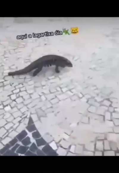 Oia lagartixa kakakakakak