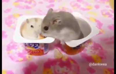 Hamster slap