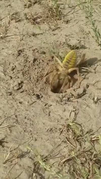 🔥 Camel spider.