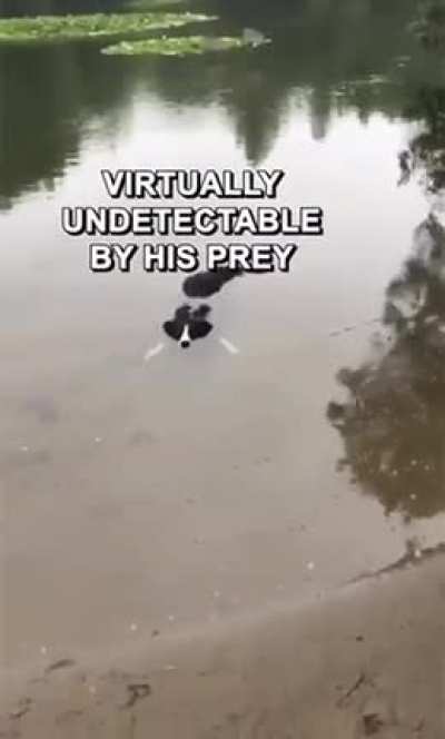 Dog thinks he's a crocodile