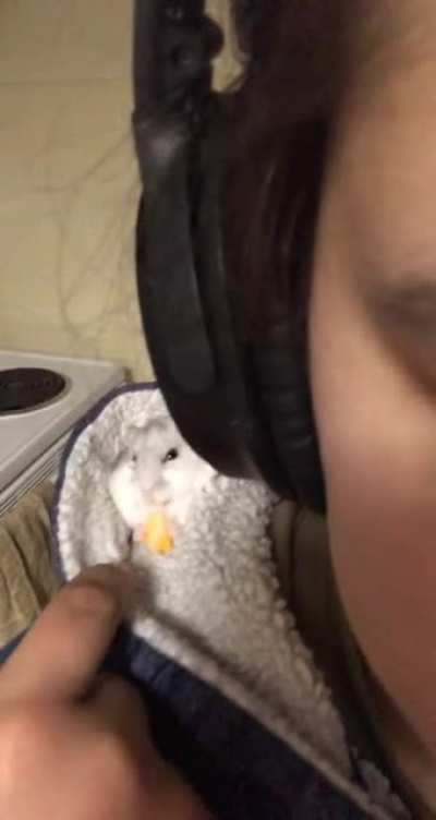 Woke up for a midnight snack, Chubber Butt wanted to join me, he got some cheese to munch on