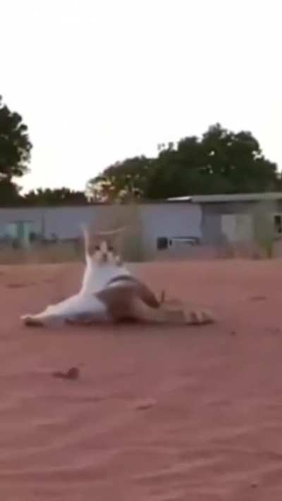 Oh I cat believe it ! What a paw kitty !