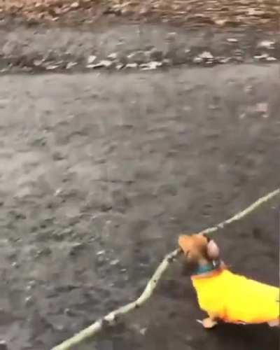 Excuse me hoomans
