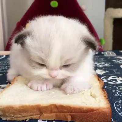 SicK FUck! EatS CAT AliVE!
