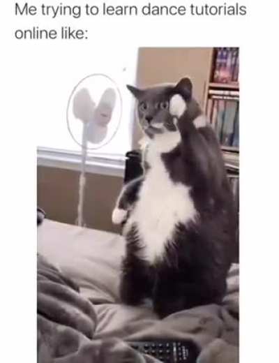 Meow irl