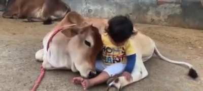 ऐसे ही गाय को "गौ माता" नहीं कहा जाता।