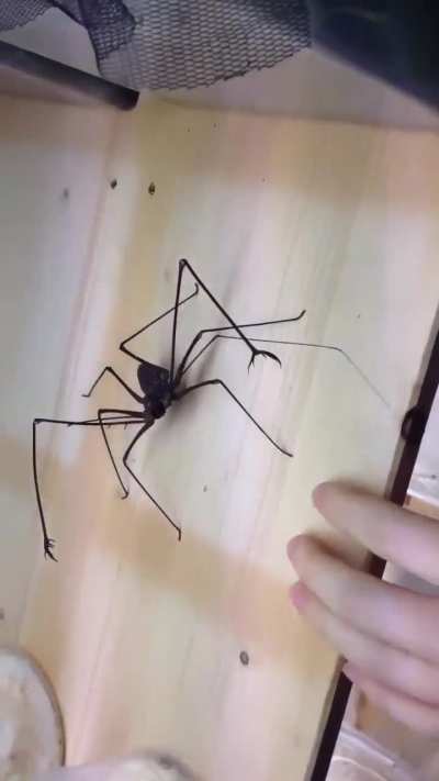 Some spiders don’t bite, they whip.