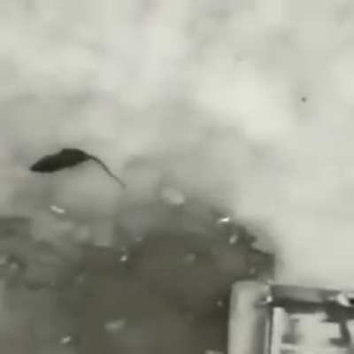 Rip rat