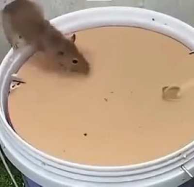 Peanut butter chap