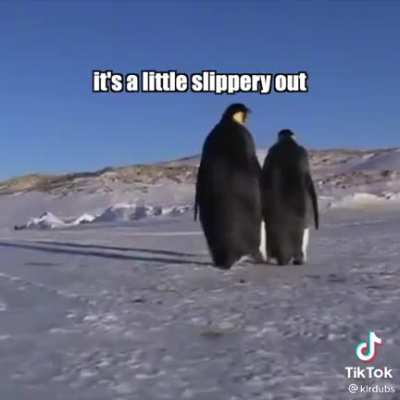 What if penguins could talk