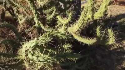 Jumping on cacti