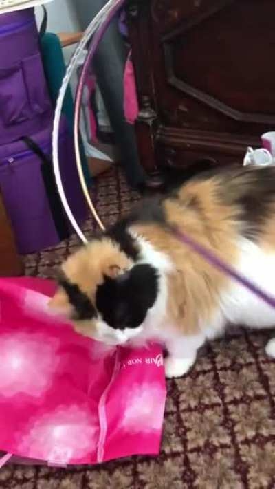 This is the best cat sub on Reddit&hellip;Sparta loves being dommed